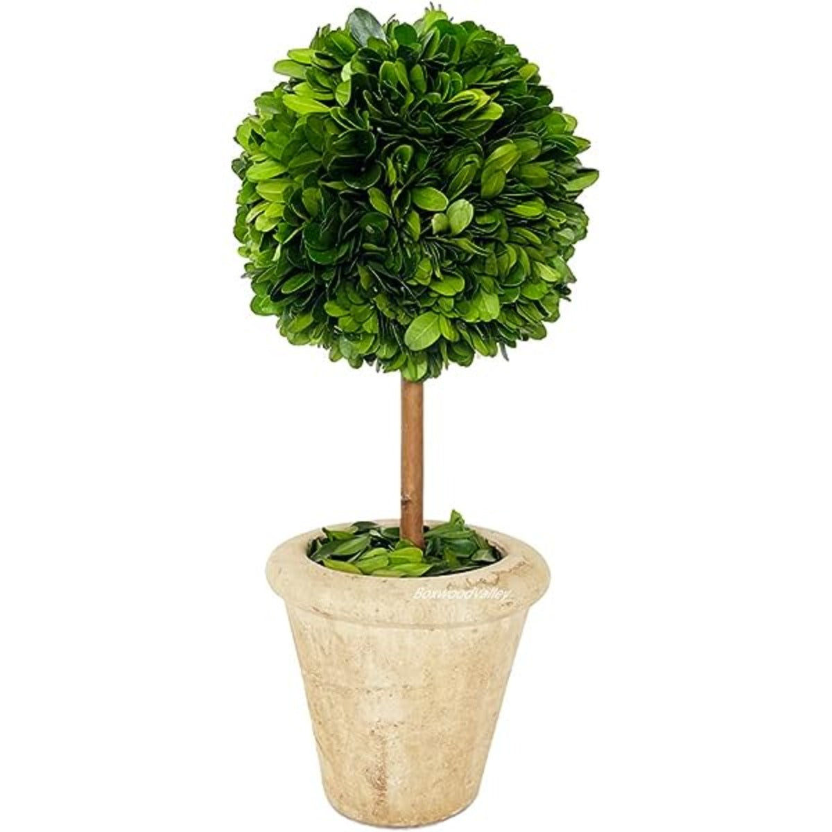 Boxwood Topiary, Single, Large-Bespoke Designs