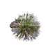 Globe Thistle Napkin Ring-Bespoke Designs