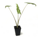 Plant - Alocasia-Bespoke Designs