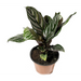 Plant - Calathea Asst 6"-Bespoke Designs