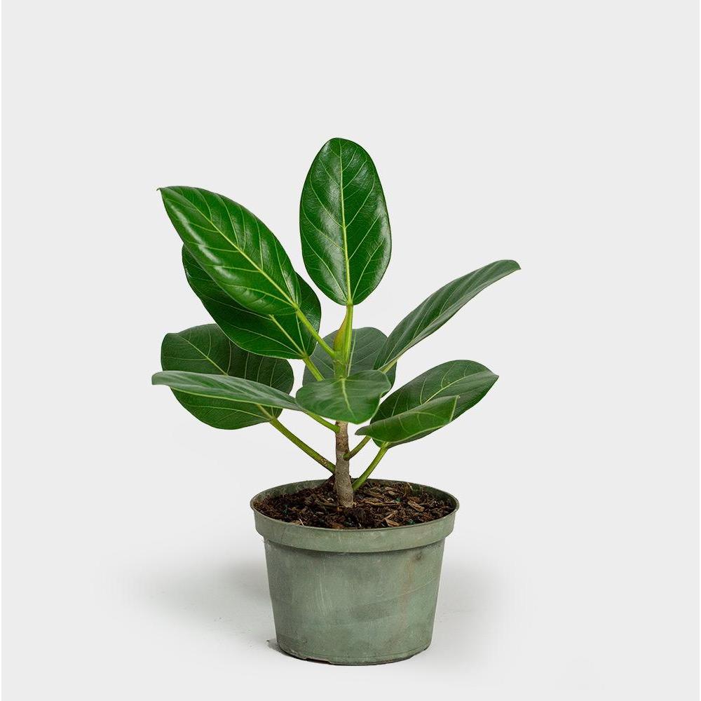 Plant - Ficus Audrey-Bespoke Designs