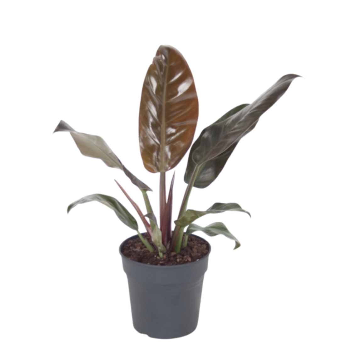 Plant - Philodendron Imperial-Bespoke Designs