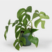 Plant - Rhaphidophora 4"-Bespoke Designs