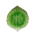 Riviera 9" Hydrangea Leaf Plate-Bespoke Designs
